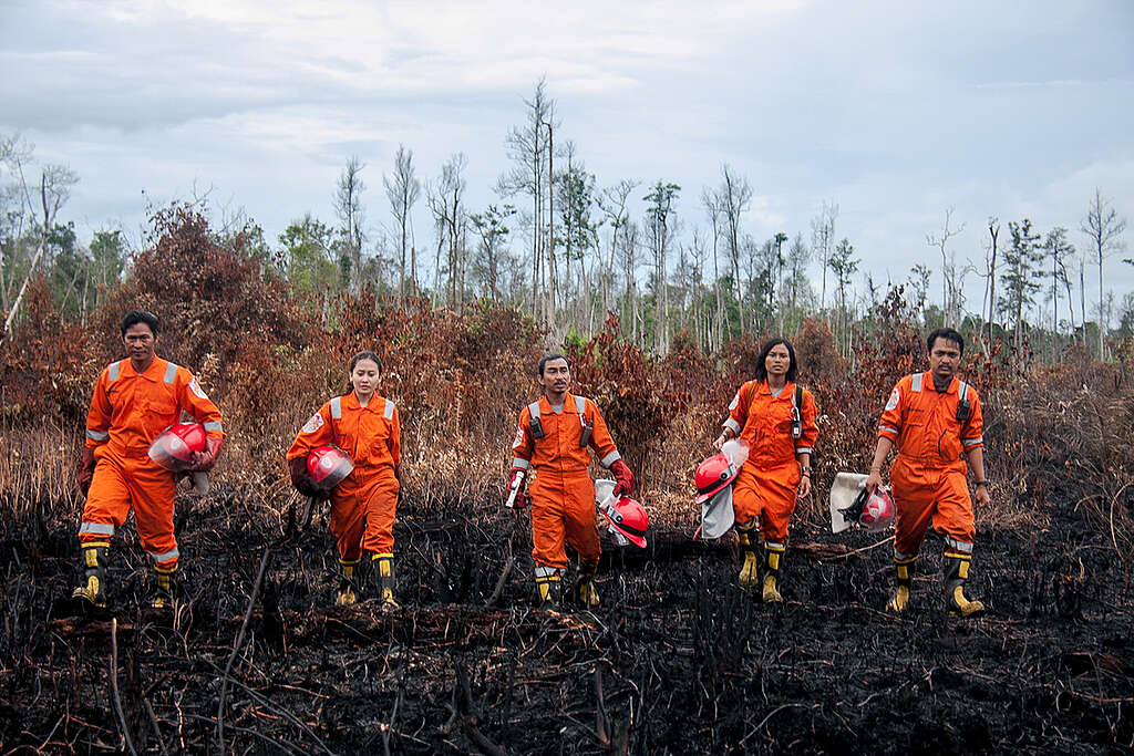 Greenpeace Indonesia Forest Fire Prevention (FFP) Team walk on the burn scar after the mopping up of fire spot on the palm oil plantation area in the peatland that also border with Orangutan habitat in Sungai Besar, Ketapang, West Kalimantan. The FFP team deployed on the fire area that happened in palm oil plantation in Ketapang that was built on the deep peatland and buffering zone Orangutan habitat.