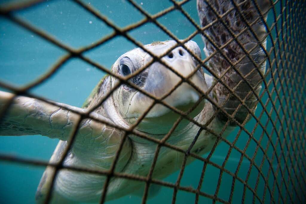 An Olive Ridley turtle is pictured in a holding net at a fish farm outside Sanya in Hainan Island.