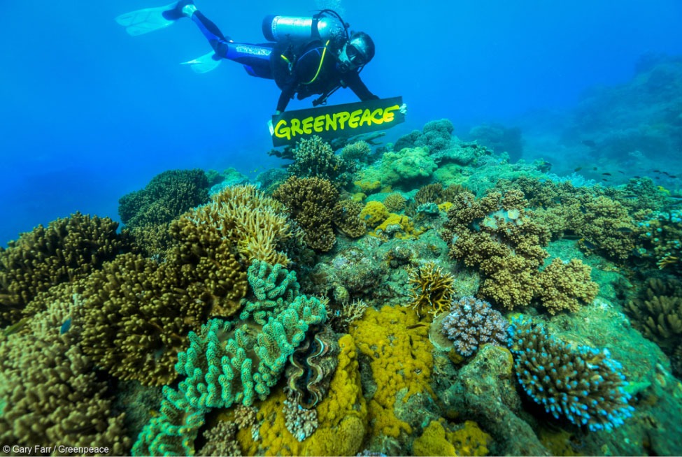 Activist scuba diving in the Great Barrier Reef to raise awareness