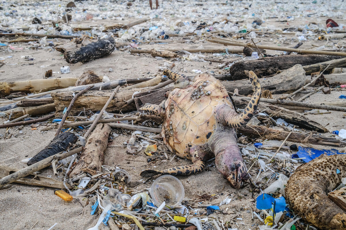 Single Use Plastics - Greenpeace Australia Pacific