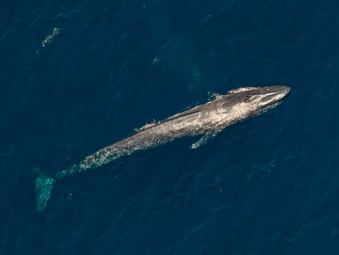 Woodside’s Seismic Blasting Plans Threaten To Disrupt Whale Migration