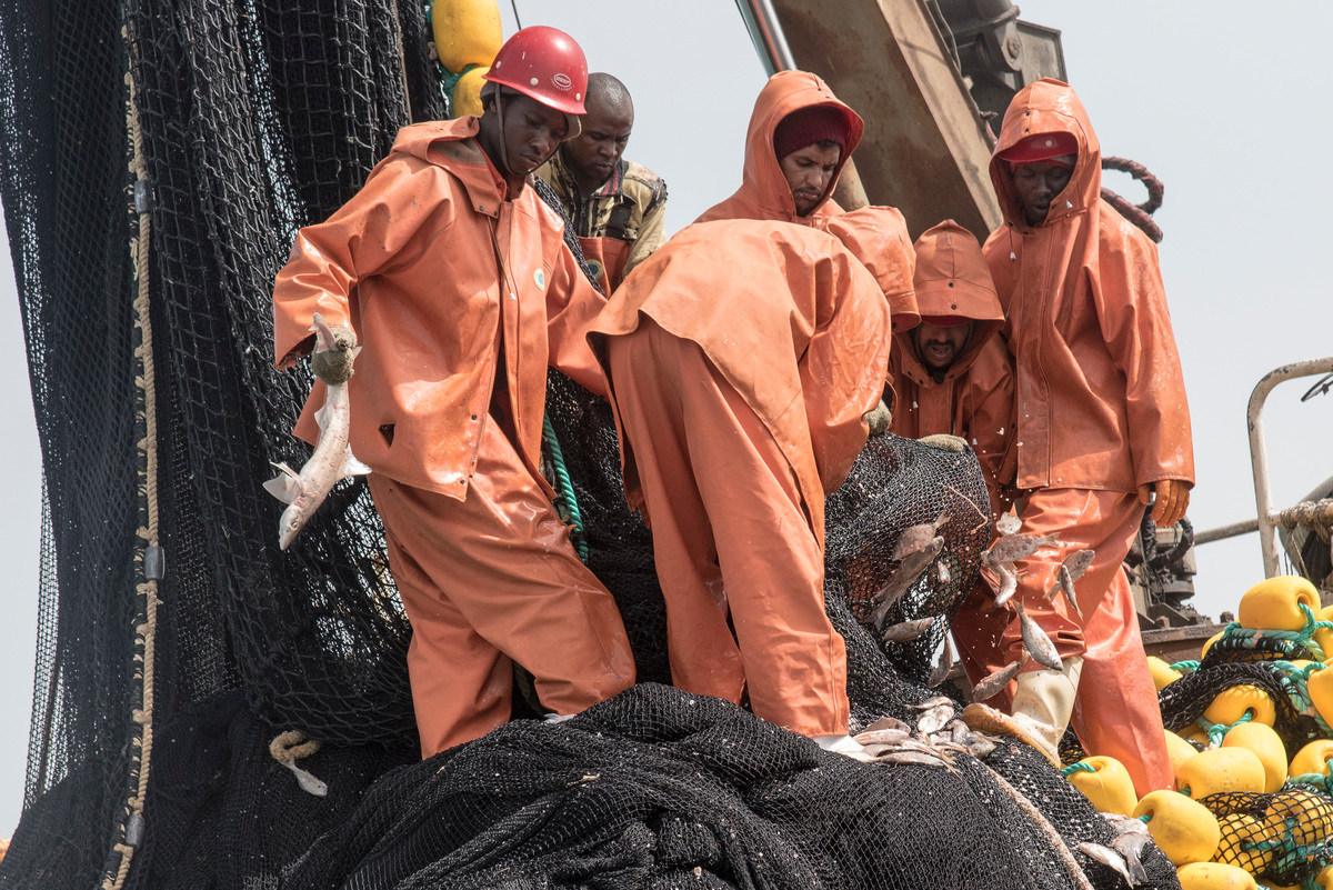 Young Shark among Bycatch on Chinese Vessel in Mauritania. © Pierre Gleizes / Greenpeace