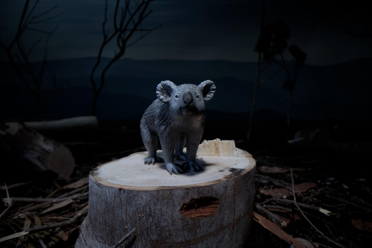 Lonely Koala on a Tree Stump Animation in Australia. Still from a stop-motion animation. © Greenpeace