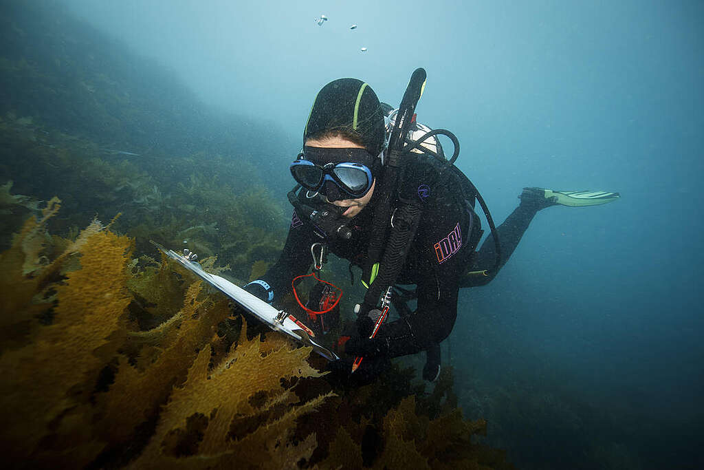 Diver Surveys Reef in the Great Australian Bight