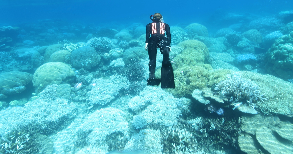 Great Barrier Reef Mass Coral Bleaching Event. © Dean Miller / Greenpeace