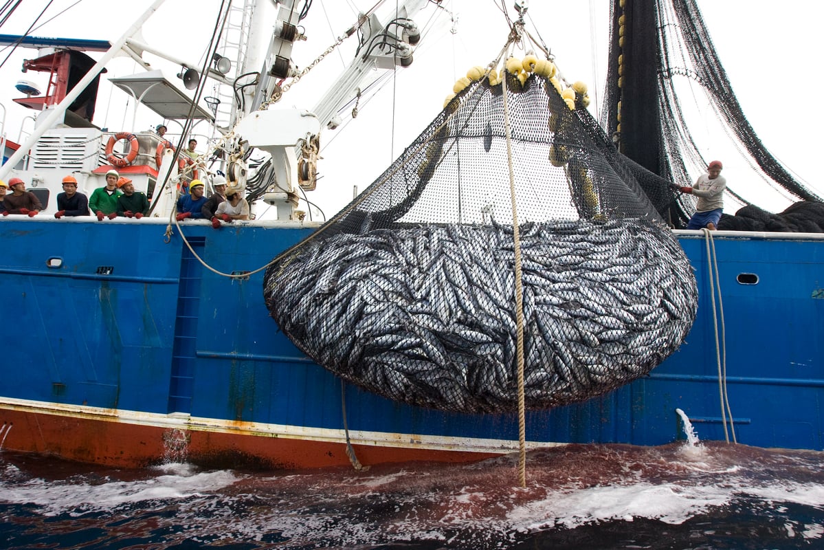 A net bulging with tuna and bycatch