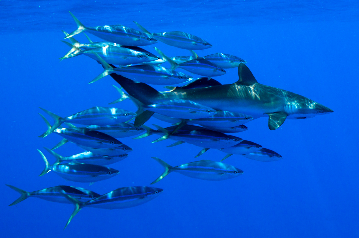 Marine Life around FAD in the Pacific Ocean. © Paul Hilton / Greenpeace