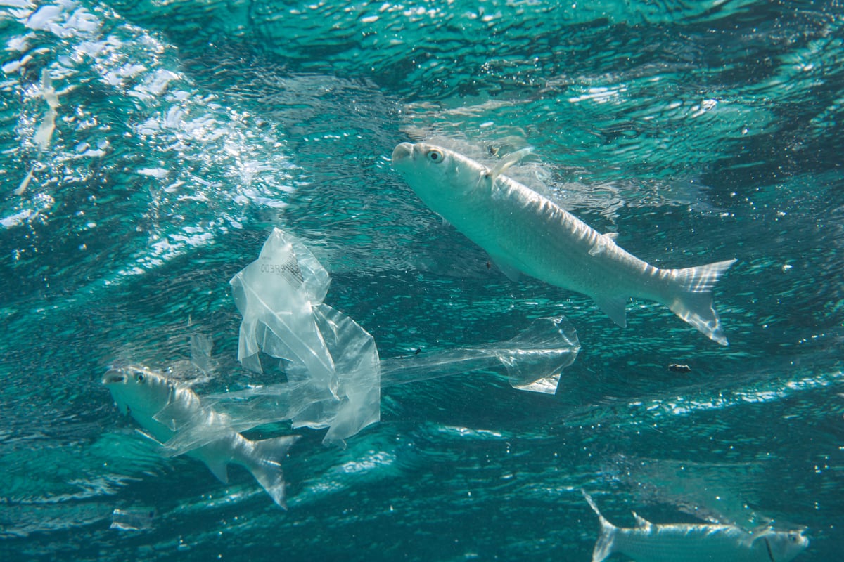 Plastic Pollution in Egypt. © Cherie Bridges / Greenpeace