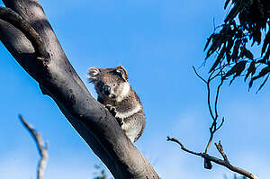 Koala in a Tree in Australia