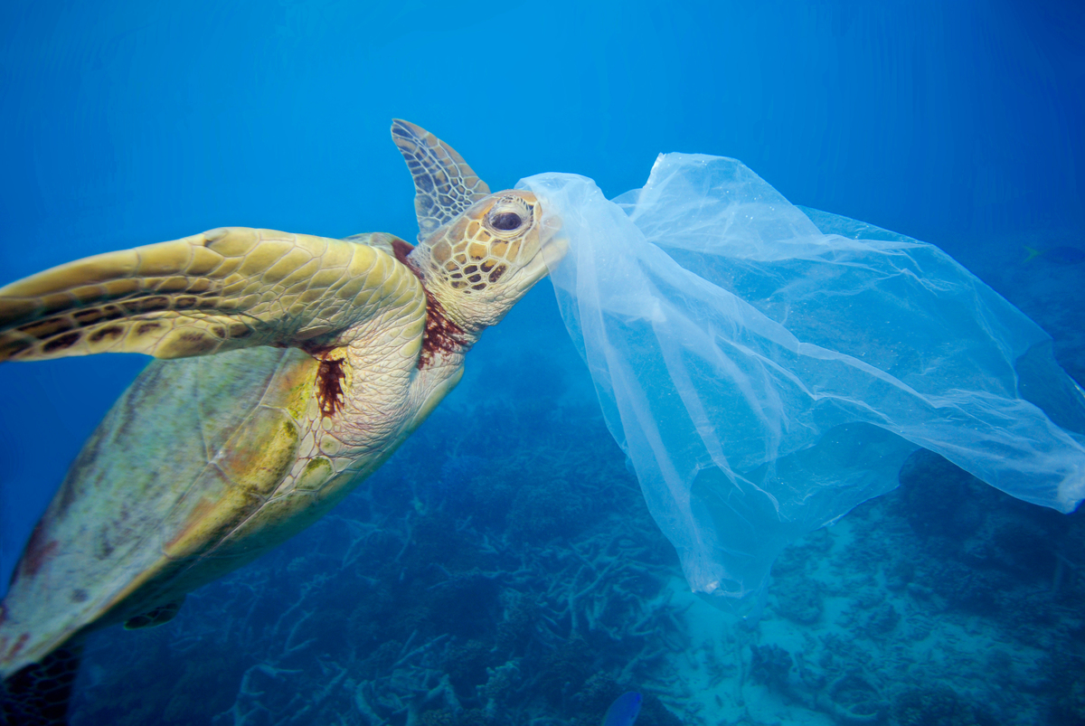 Underwater image of a turtle with plastic on his head.