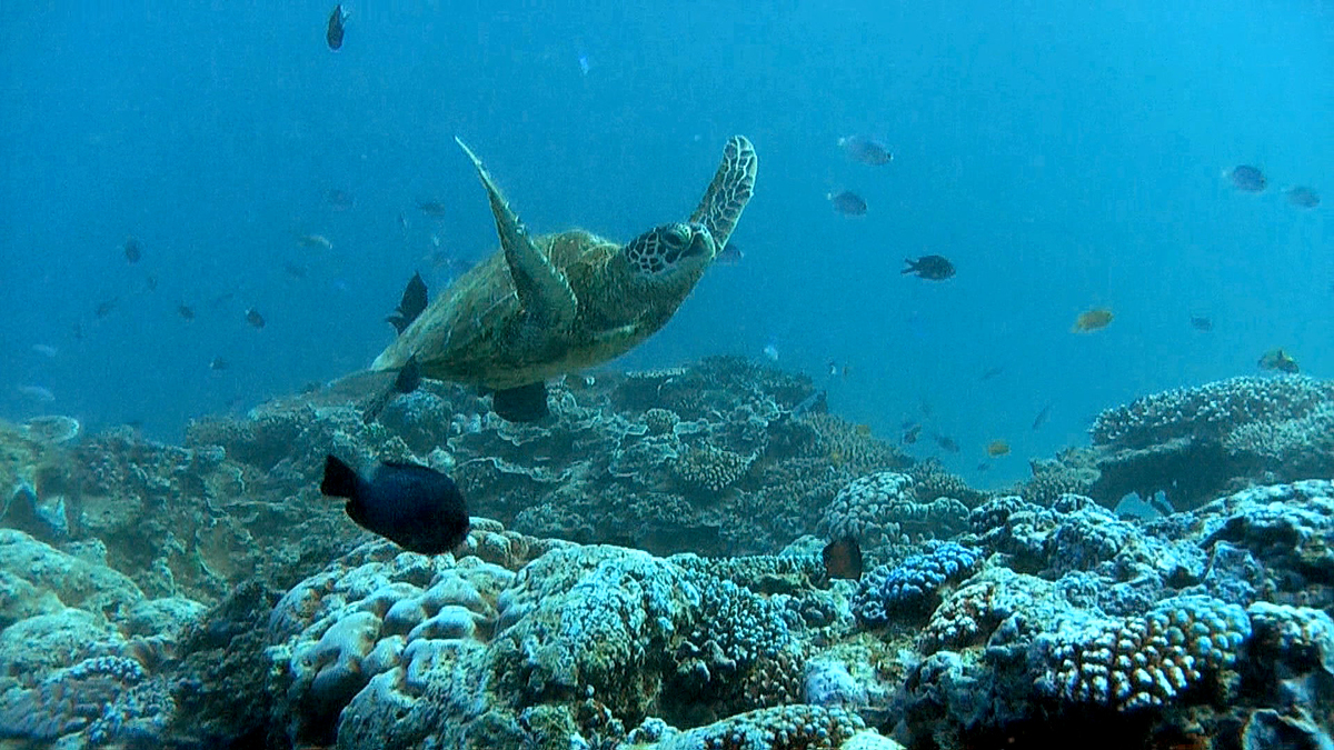 Screen Grabs from Great Barrier Reef Clipreel. © Greenpeace