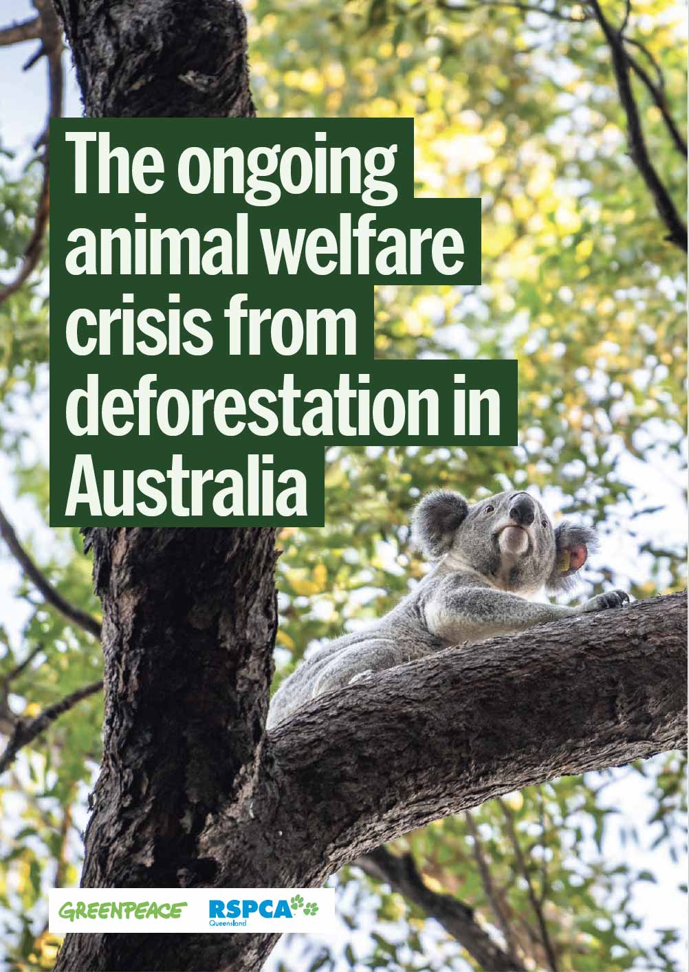 The ongoing animal welfare crisis from deforestation in Australia