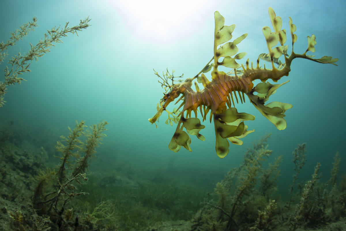 Leafy Seadragon in the Great Australian Bight. © Richard Robinson / Greenpeace