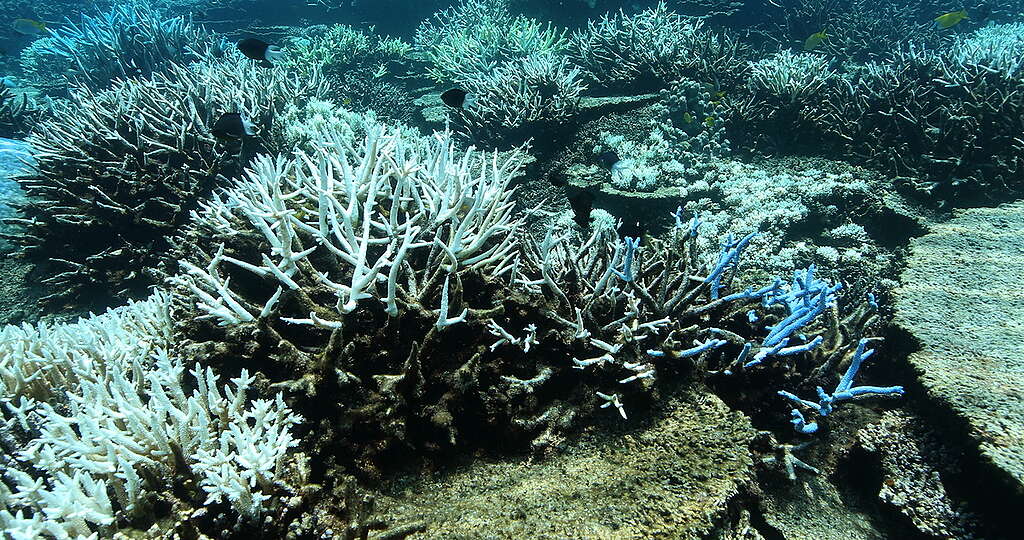 Great Barrier Reef Mass Coral Bleaching Event. © Dean Miller / Greenpeace