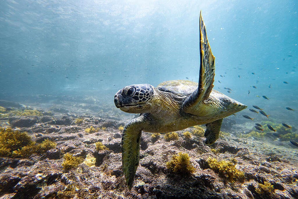 A green turtle off Isabela Island, Galápagos, Ecuador. © Tommy Trenchard / Greenpeace
