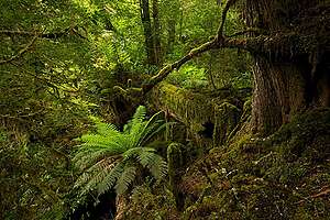 Australian rainforest