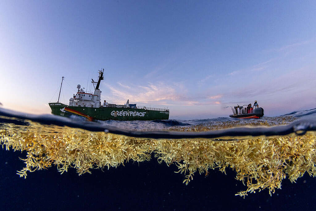 Sargassum seaweed found in the Sargasso Sea with the Greenpeace ship Arctic Sunrise in the background. Sargassum provides a haven for all sorts of wildlife and is an important carbon sink. © Tavish Campbell / Greenpeace’