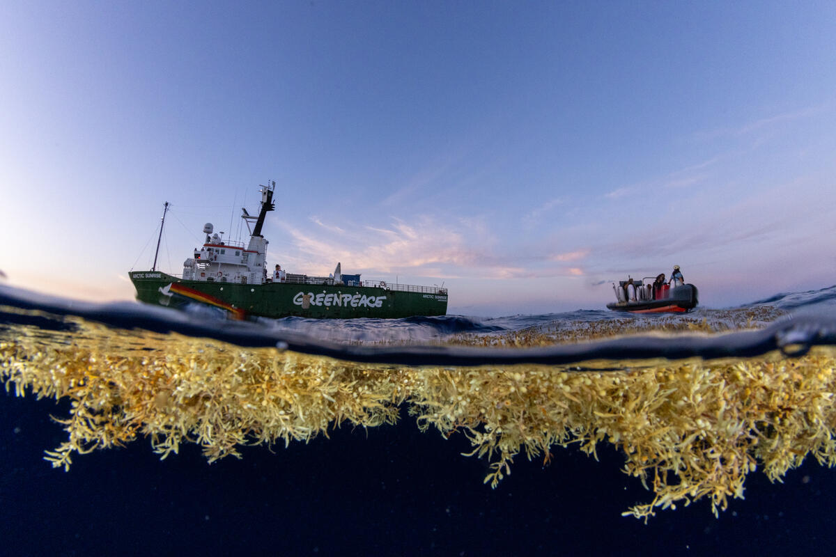 Sargassum seaweed found in the Sargasso Sea with the Greenpeace ship Arctic Sunrise in the background. Sargassum provides a haven for all sorts of wildlife and is an important carbon sink.’