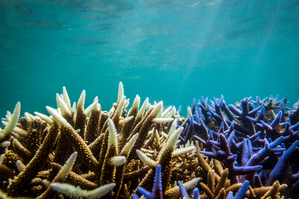 Great Barrier Reef Coral Bleaching around Fitzroy Island and Green Island. © Abram Powell / Greenpeace