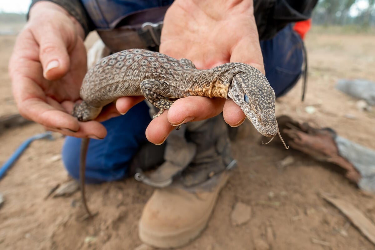 Freckled Monitor Injured During a Deforestation Event in Queensland. © Greenpeace