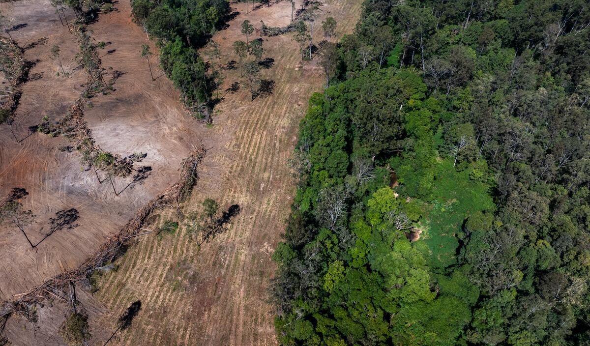 Active Deforestation for Beef in Wamuran, Queensland, Australia. © Paul Hilton / Greenpeace