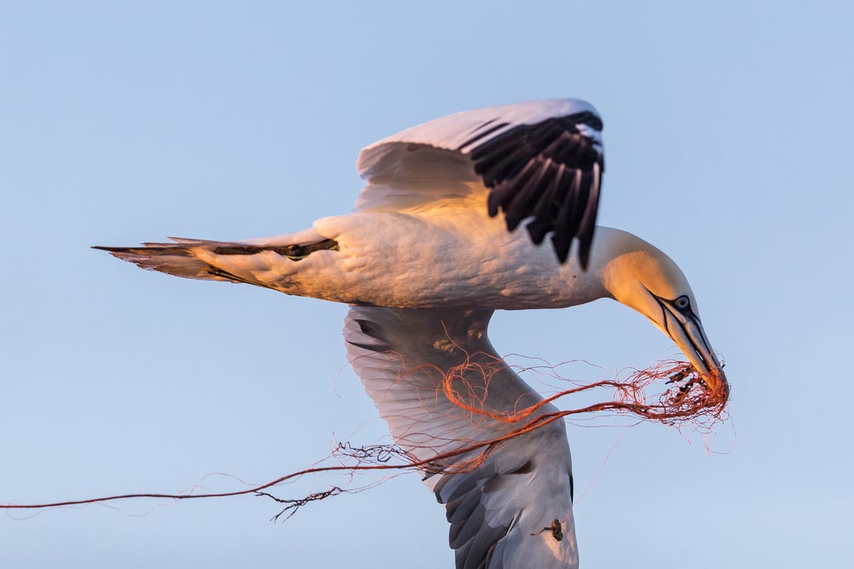 Gannets on Heligoland with Plastic Waste. © Robert Marc Lehmann / Greenpeace