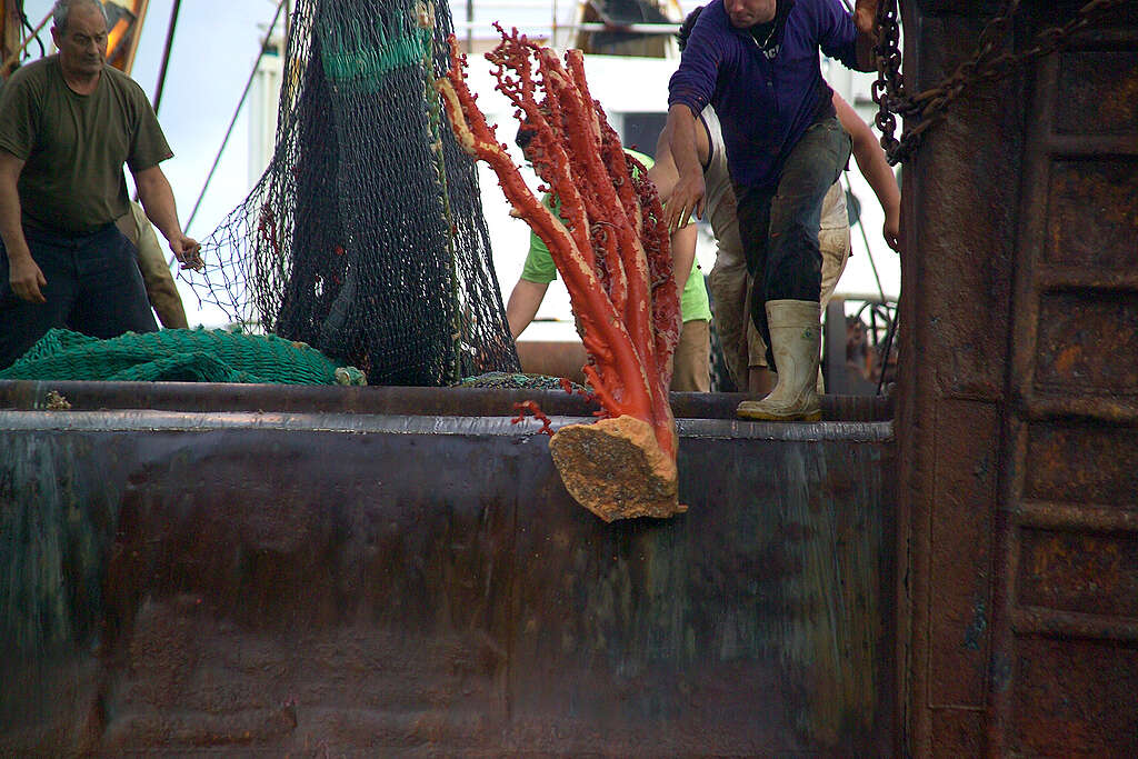 Crewman on the New Zealand bottom trawler, Waipori, dump a large piece of Paragorgia coral dredged from the deep sea in their net.