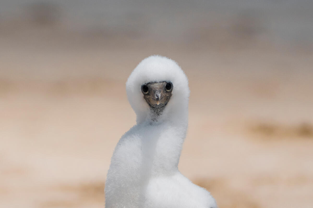 Baby Booby on Adele Island, Western Australia. © Greenpeace / Oliver Clarke