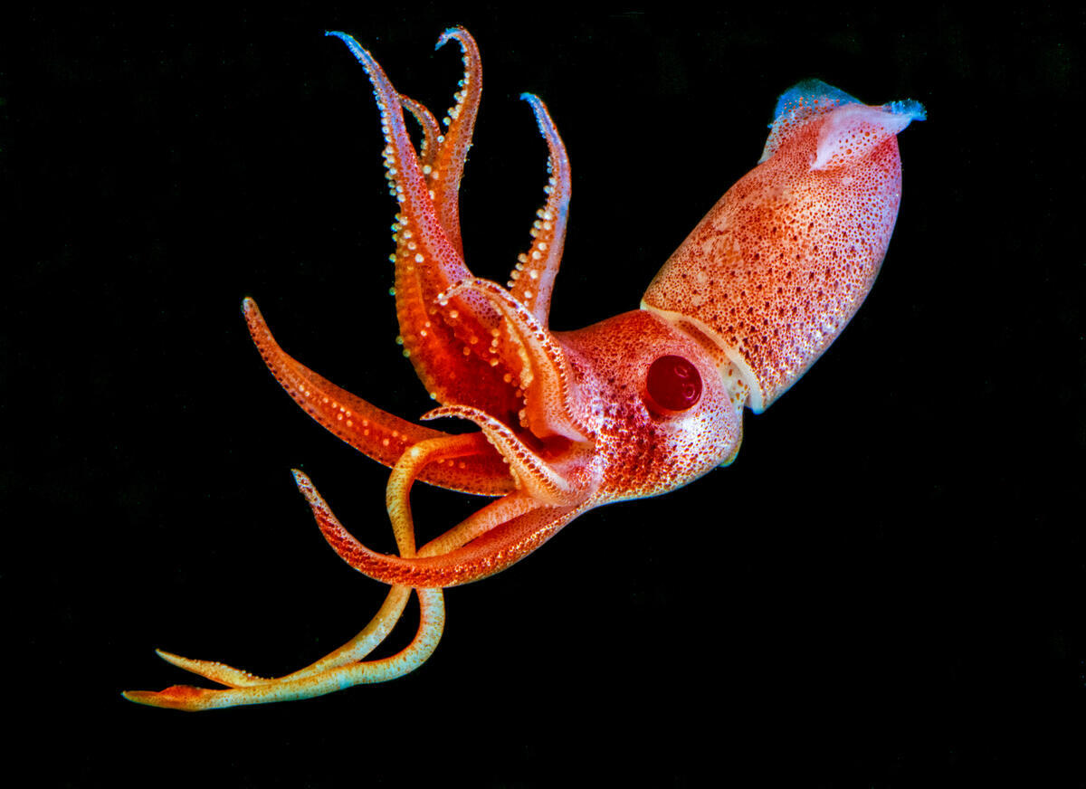 Blackwater Photography - Strawberry Squid  Histioteuthis Heteropsis. © Blue Planet Archive / David Wrobel