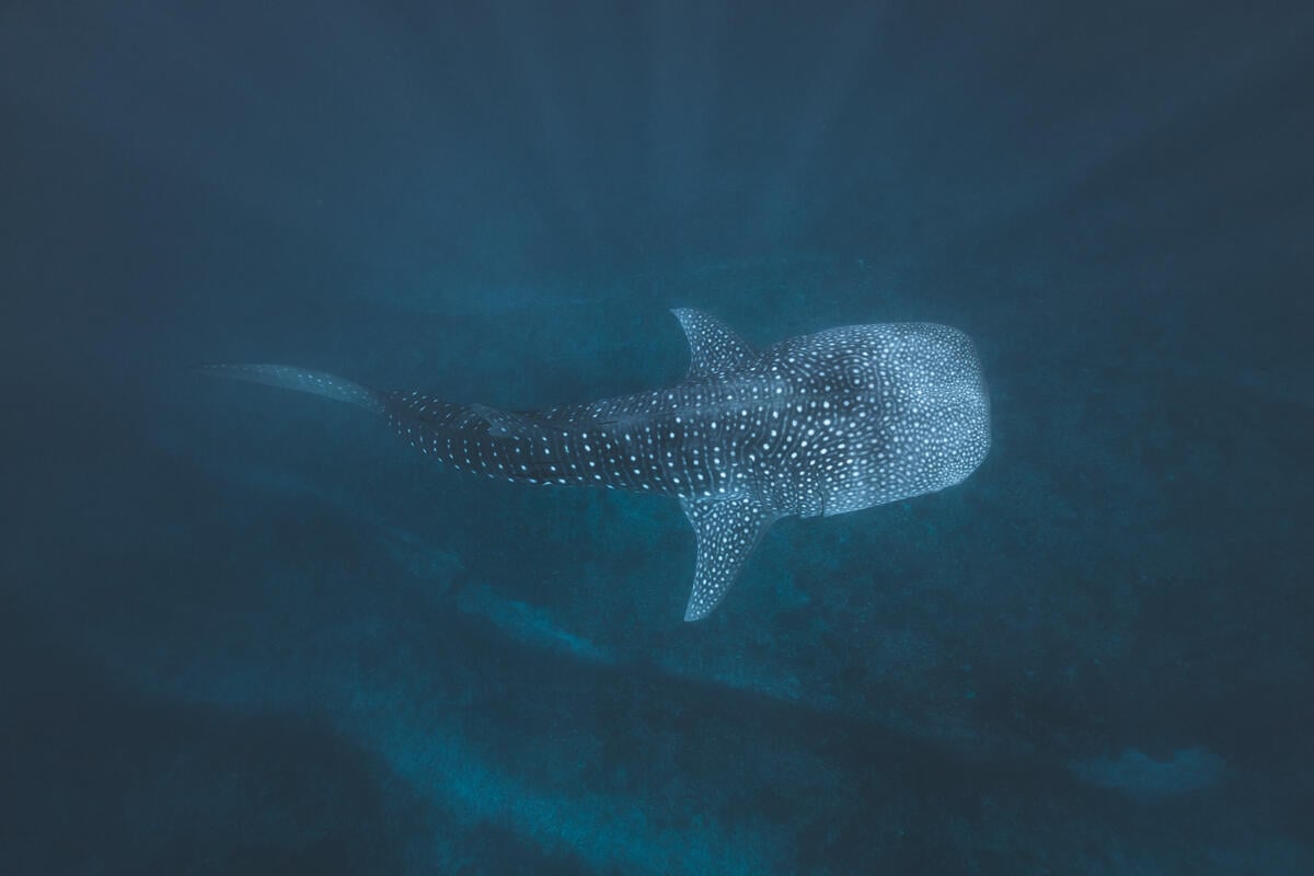 Whale Shark around Ningaloo Marine Park. © Lewis Burnett / Greenpeace