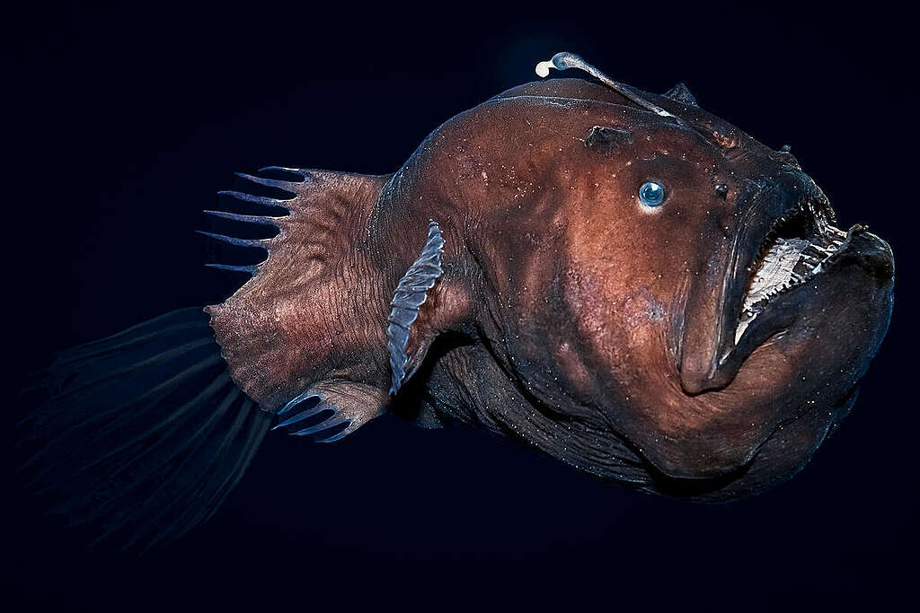 Blackwater Photography - Anglerfish Diceratias Pileatus. © Blue Planet Archive / Doug Perrine