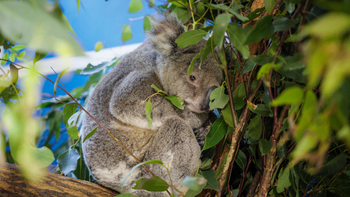 Koala at RSPCA Wildlife Hospital in Wacol, Queensland. © Greenpeace