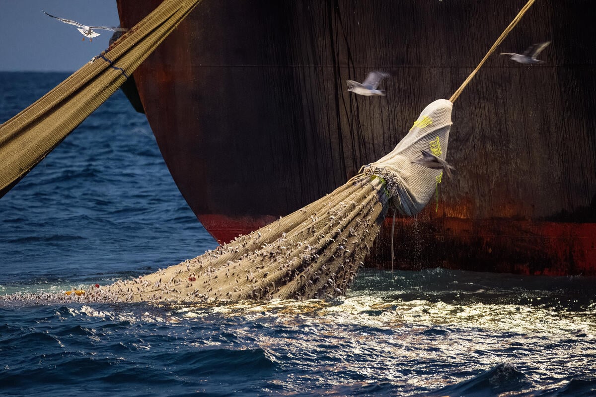 Greenpeace's sailing vessel, the Witness, on an expedition to document industrial fishing activities in several marine protected areas (MPAs)