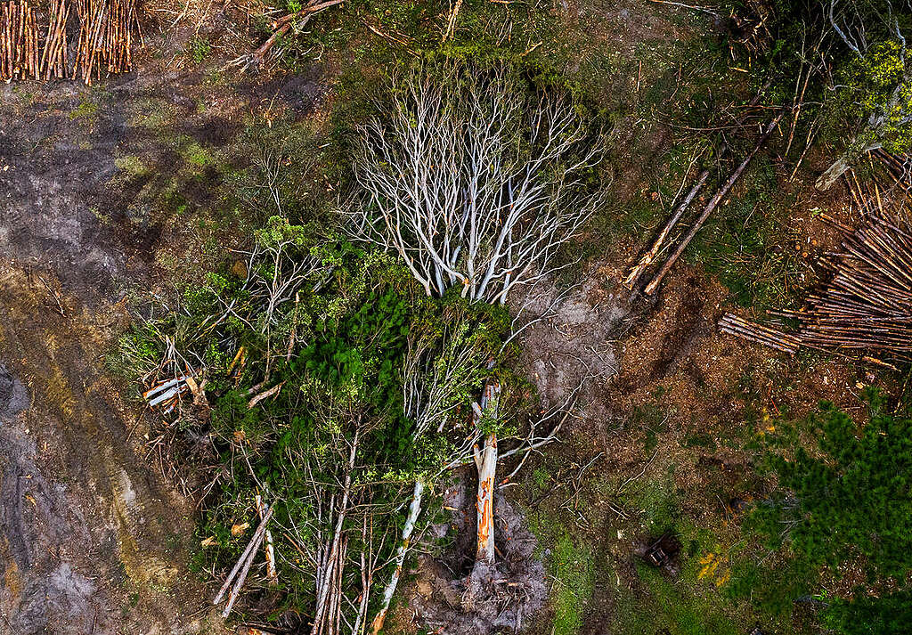 Deforestation in Koala Habitat in Australia. © Paul Hilton / Earth Tree Images