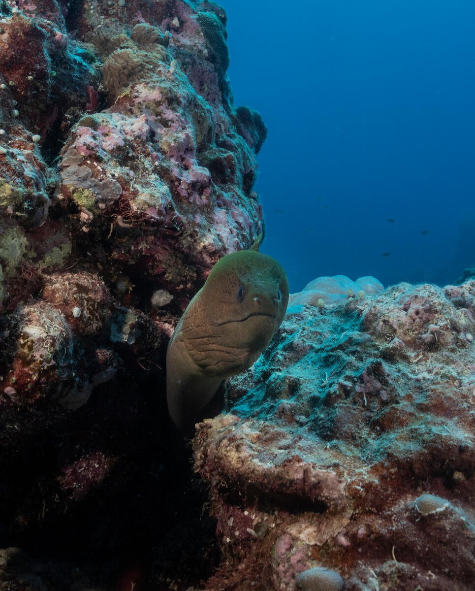 Eel and coral in Scott Reef, Western Australia. © Alex Westover and Wendy Mitchell / Greenpeace