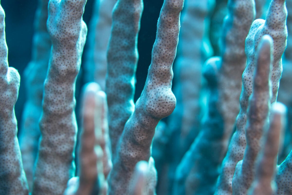 Close-Up of Corals on Seringapatam Reef, in Australia. © Wendy  Mitchell / Greenpeace